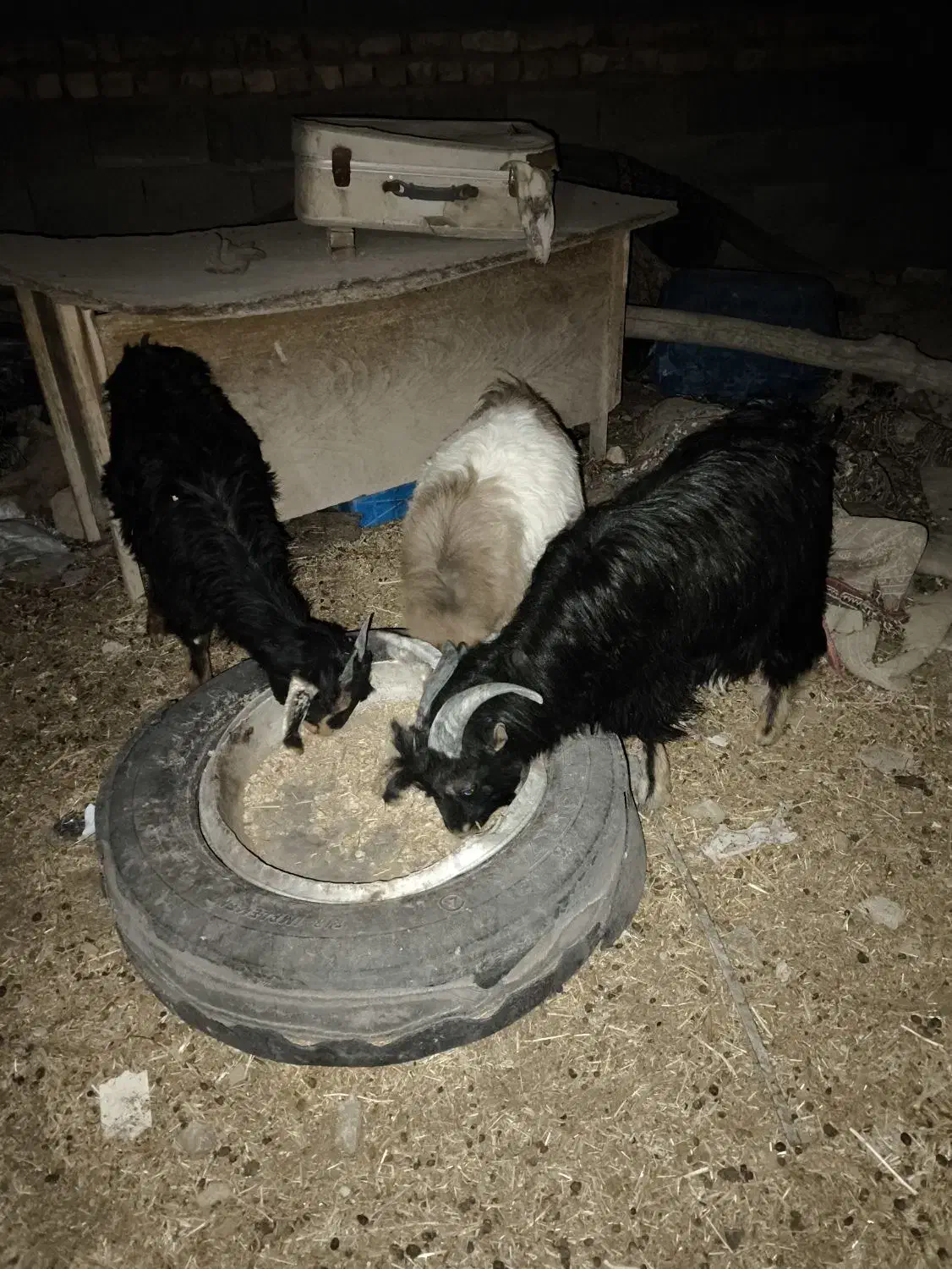 سه عدد کهره نر|حیوانات مزرعه|رحمت‌آباد, |دیوار