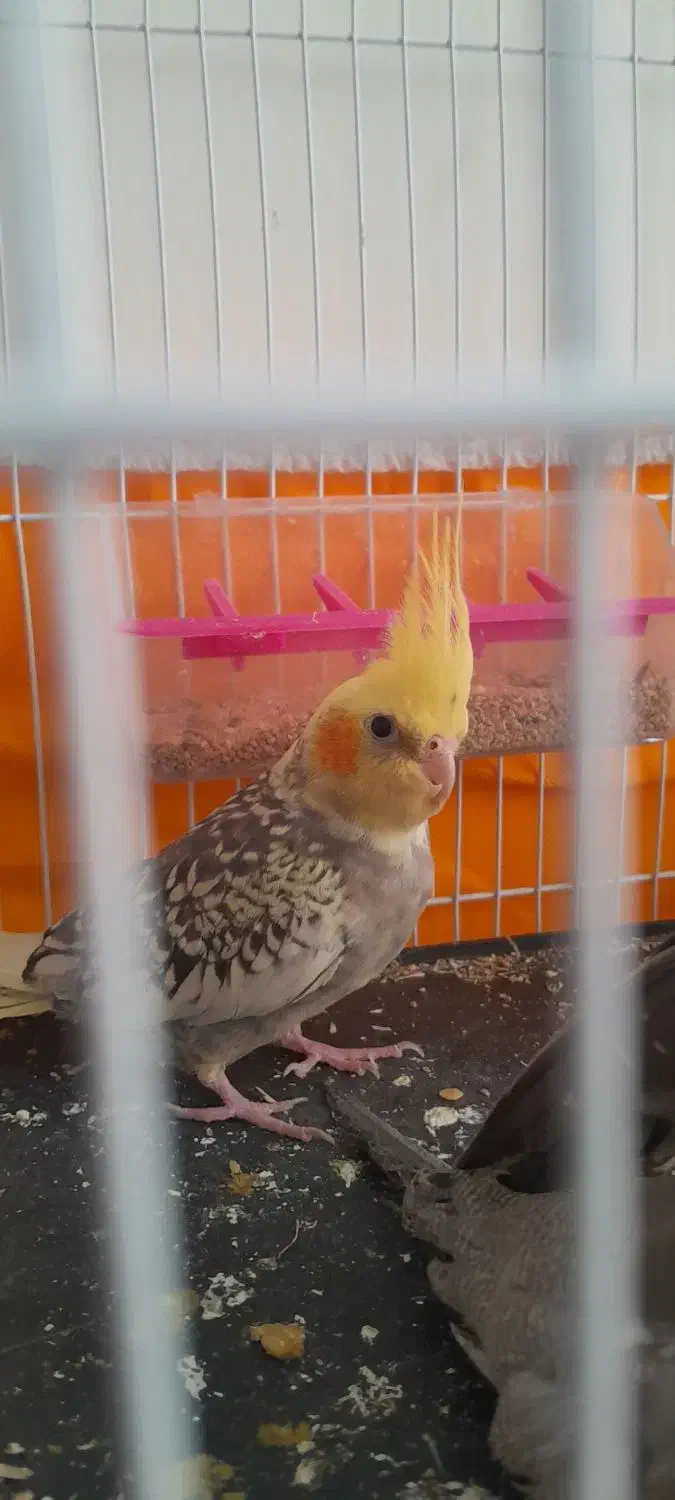 عروس هلندی|پرنده|تربت‌حیدریه, باغ سلطانی|دیوار