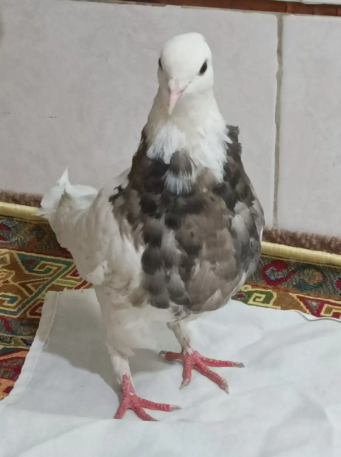 ماده طوقی کفتر|پرنده|نجف‌آباد, قلعه سفید|دیوار