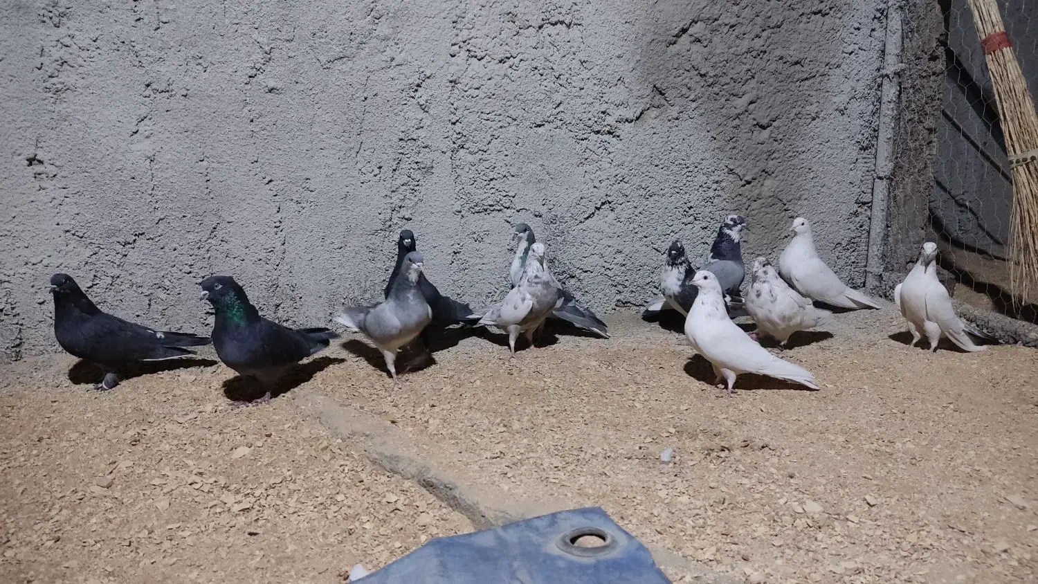 کبوتر تهرونی و دمگیر|پرنده|برخوار, |دیوار