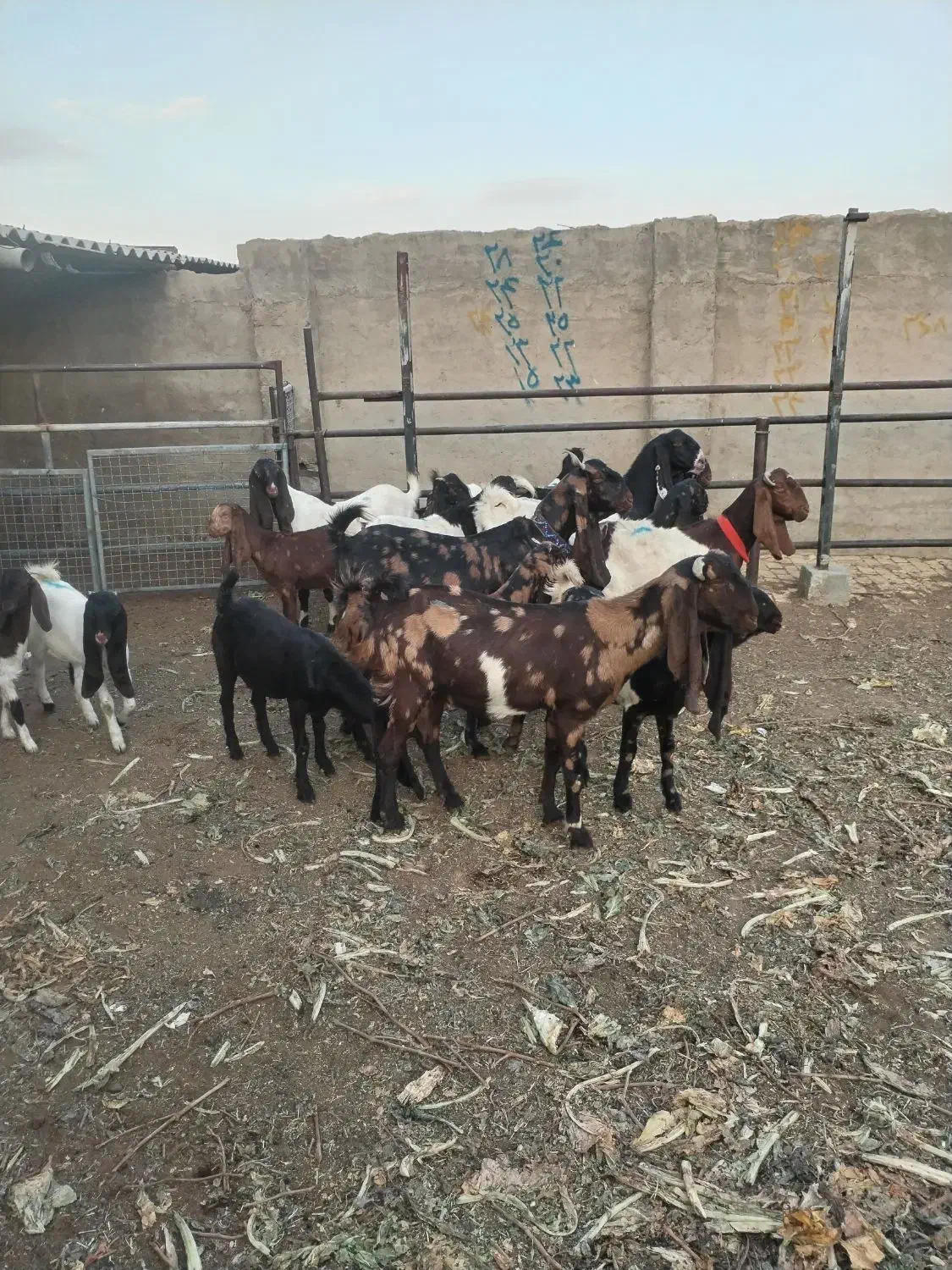 بزاصل پاکستانی|حیوانات مزرعه|طسوج, |دیوار