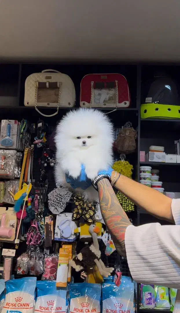 توله پامرانین خرسی|سگ|اصفهان, شمس آباد|دیوار