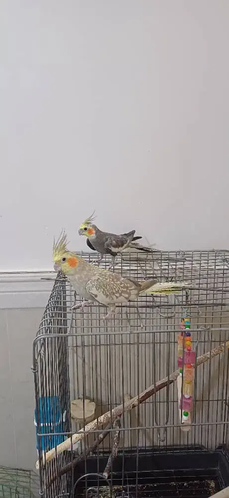 عروس هلندی|پرنده|تهران, عبدل‌آباد|دیوار