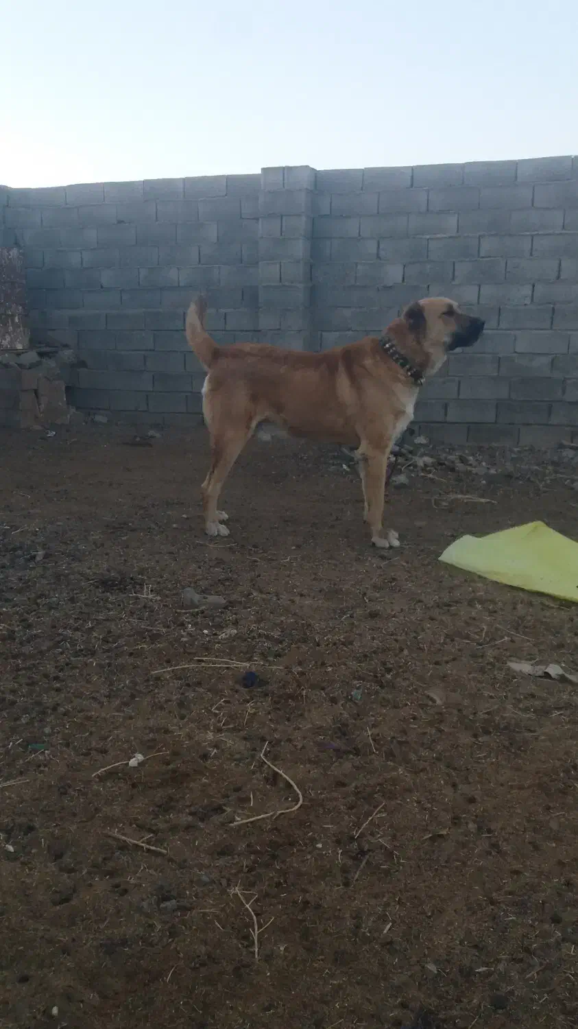 واگذاری سگ|سگ|تربت‌حیدریه, پائین ولایت|دیوار