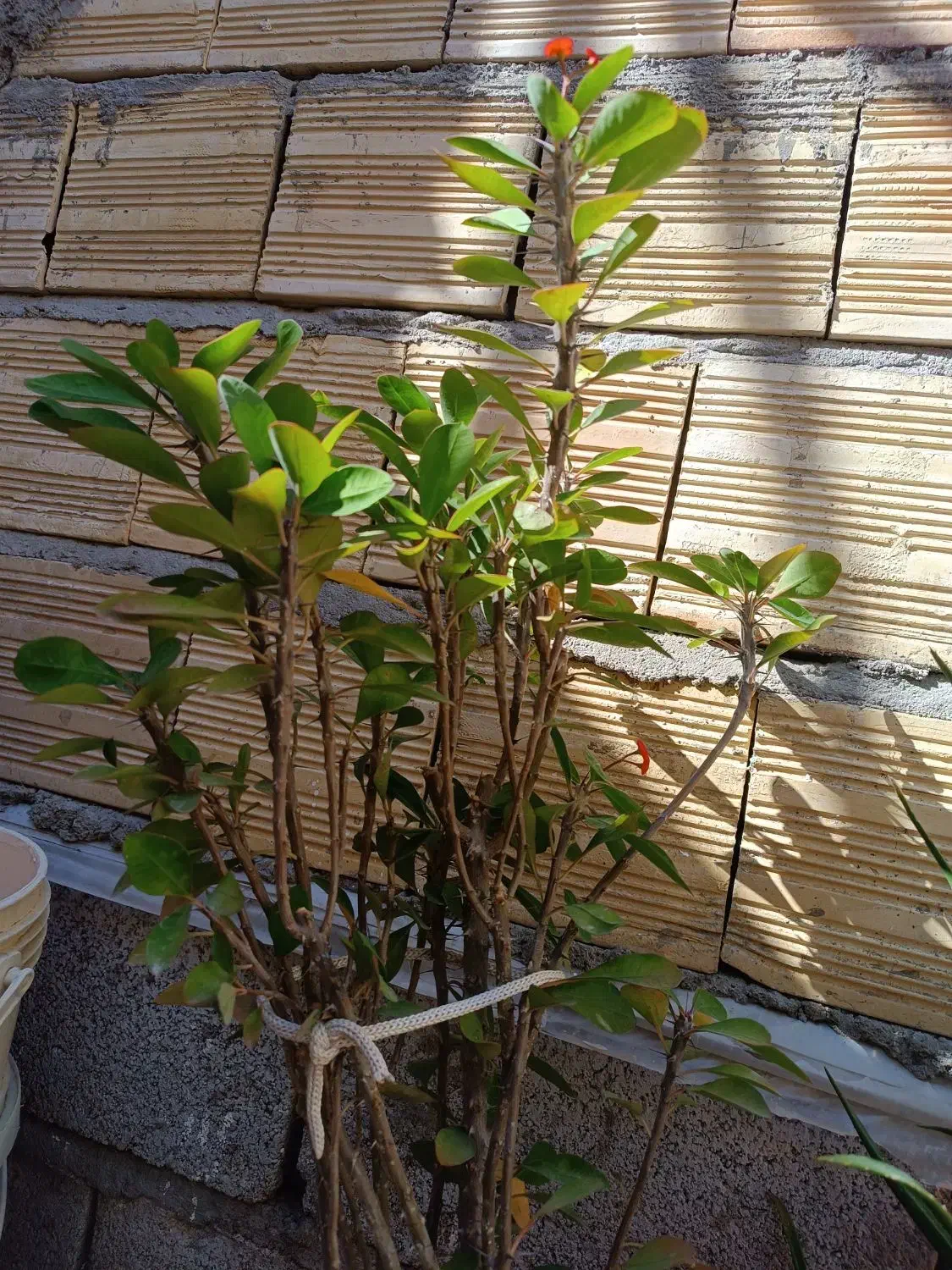 گل طبیعی|گل و گیاه طبیعی|تبریز, |دیوار