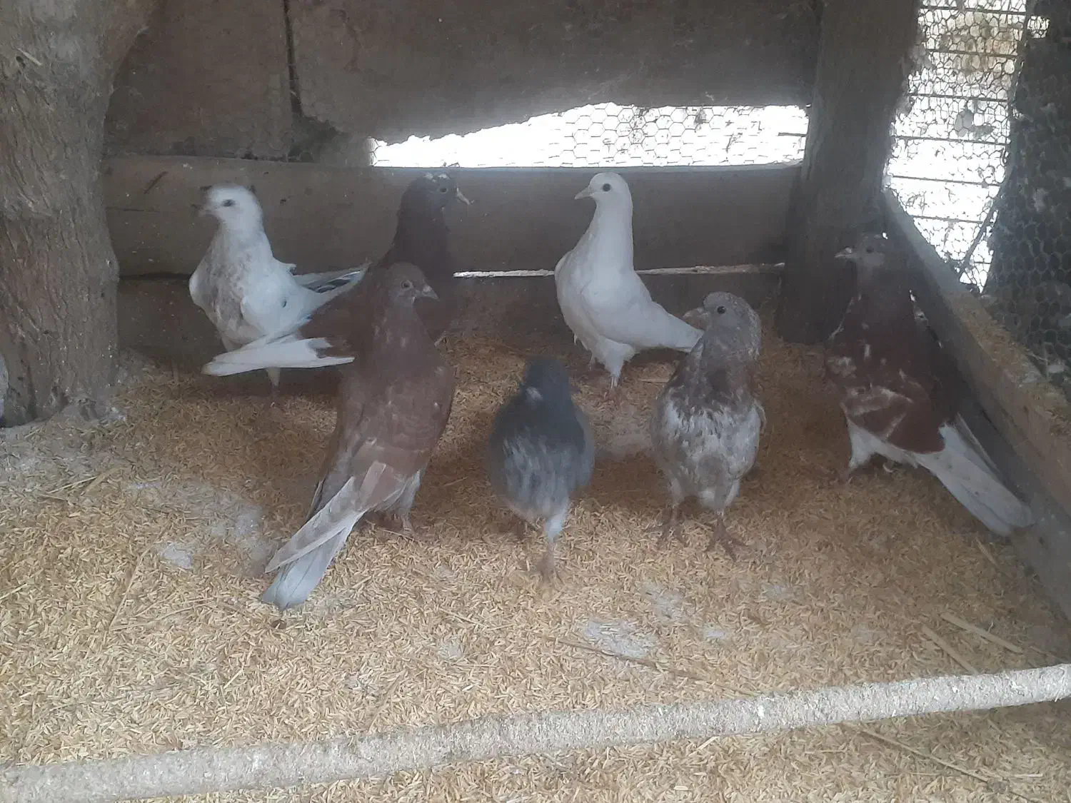 ۸عدد جوجه بوم ندیده و۷عدد کهنه|پرنده|رشت, یخسازی|دیوار