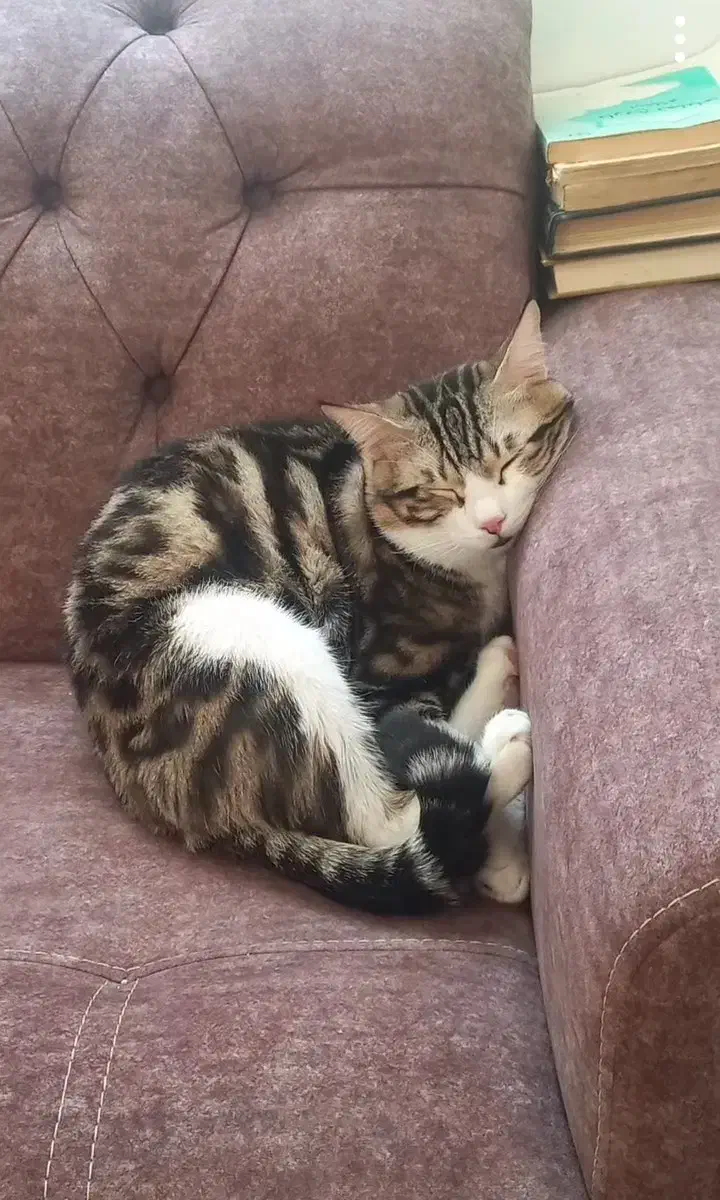 گمشده** مژدگانی ۱۰ میلیون|حیوانات|الوند, |دیوار