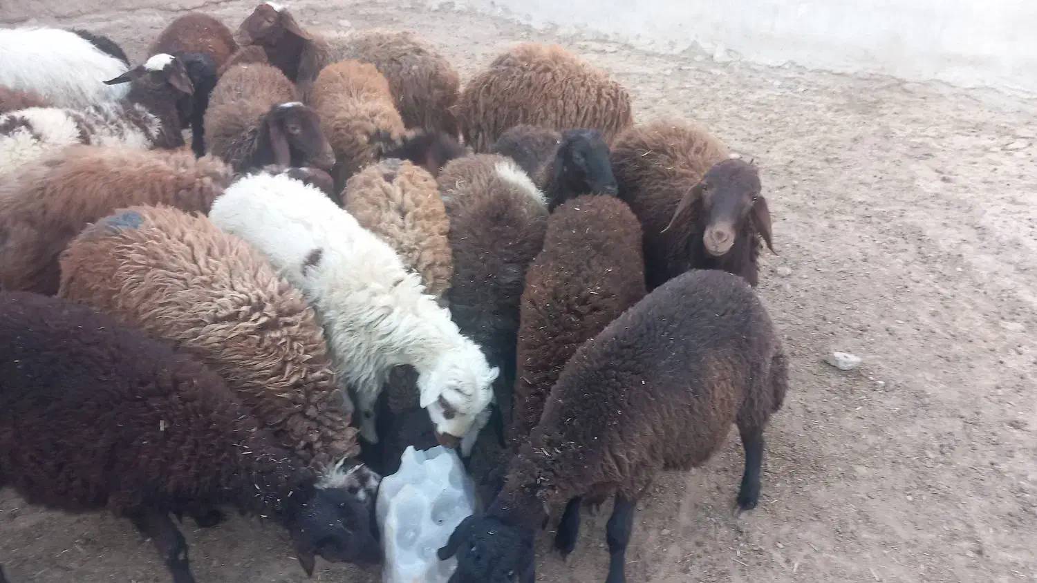 بره نر و ماده|حیوانات مزرعه|مهاجران, |دیوار