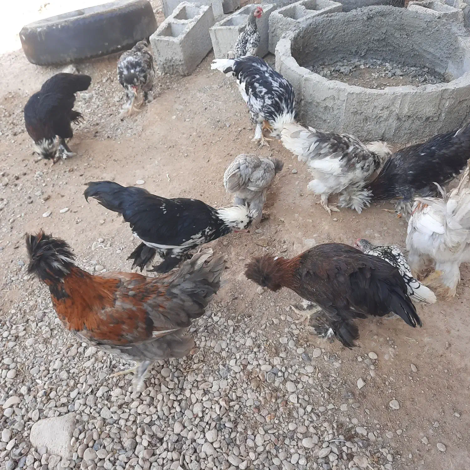 مرغ و خروس گلیین|حیوانات مزرعه|کاکی, |دیوار