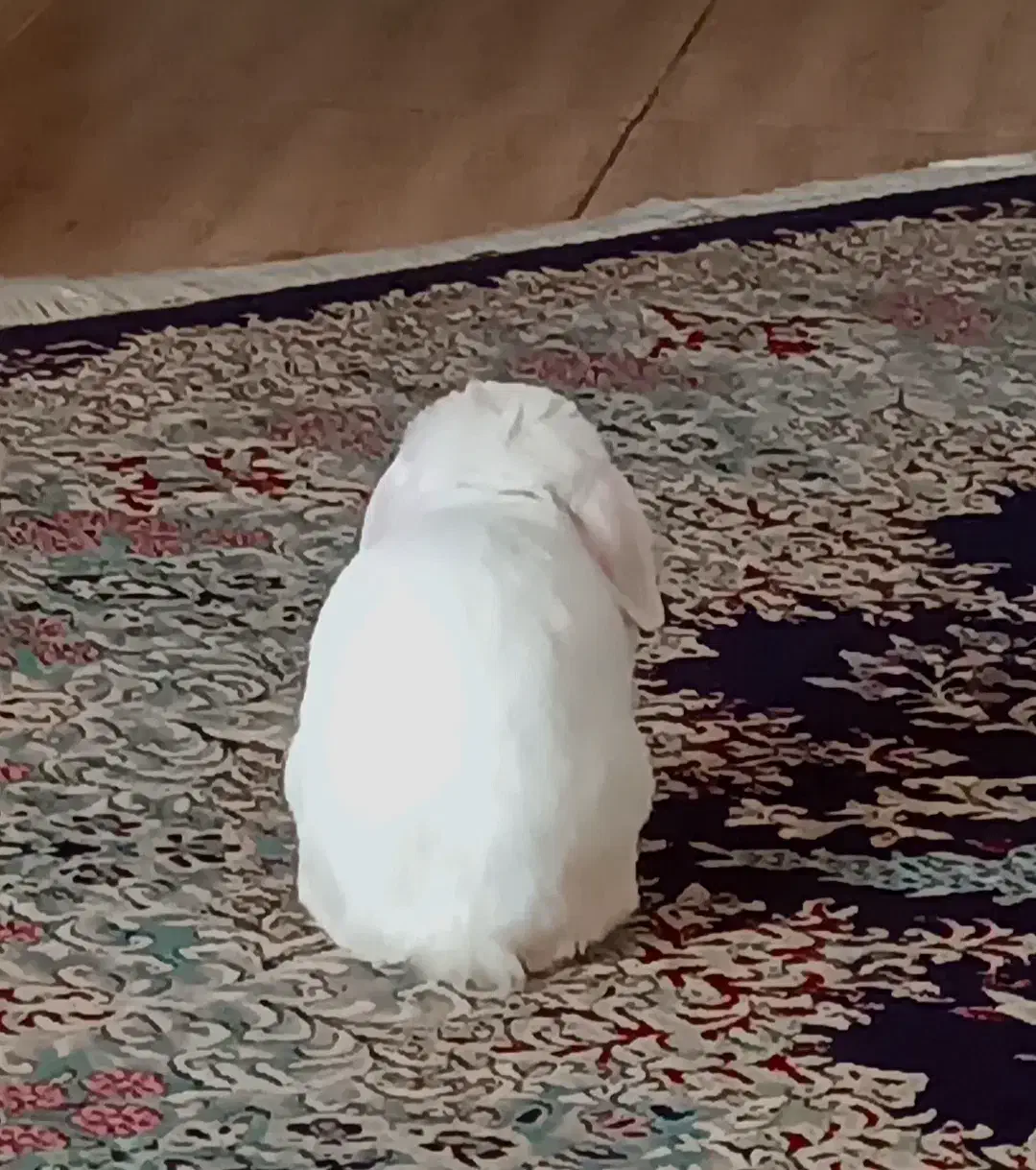 خرگوش لوپ ،آلبینو.|موش و خرگوش|زاهدان, |دیوار