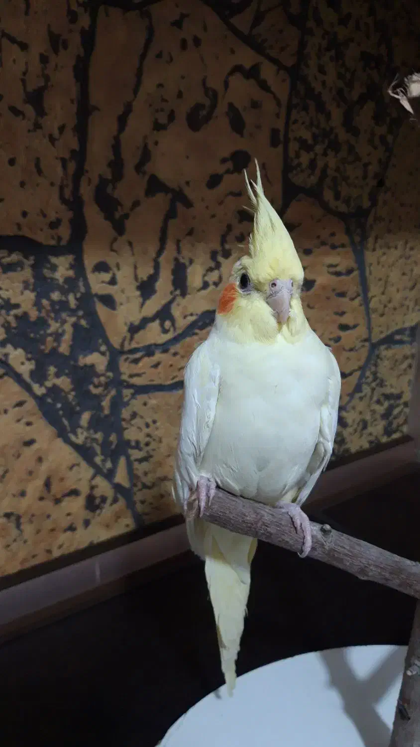 عروس هلندی ماده لوتینو هفت ماهه|پرنده|اسلام‌شهر, مظفریه|دیوار