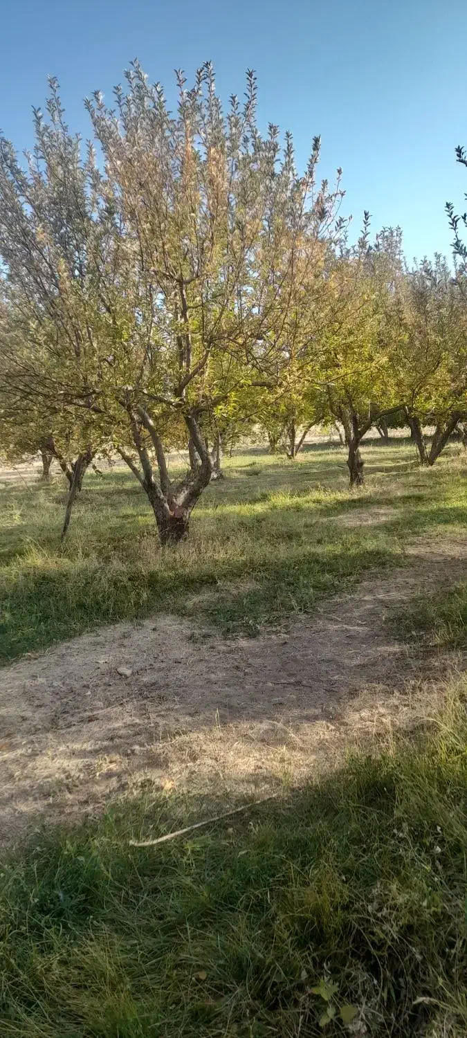 بره شیری|حیوانات مزرعه|رودشت (چهارمحال و بختیاری), |دیوار