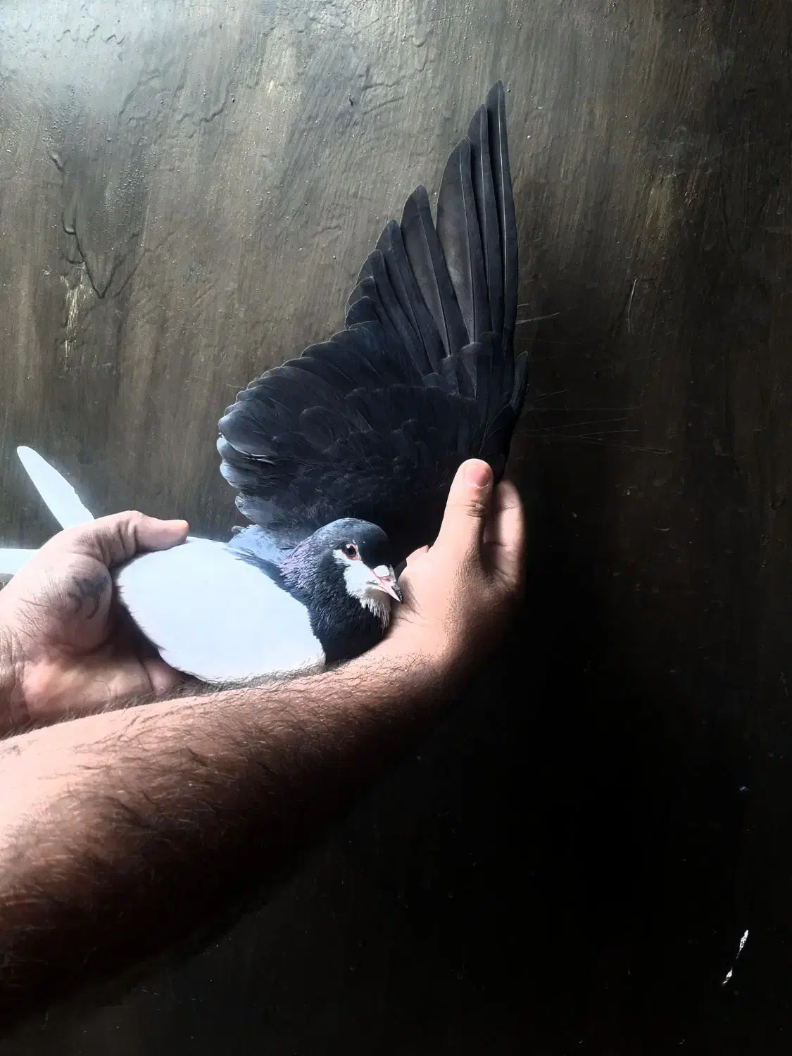 کبوتر رنگی چپی سیاه|پرنده|دیلم, |دیوار