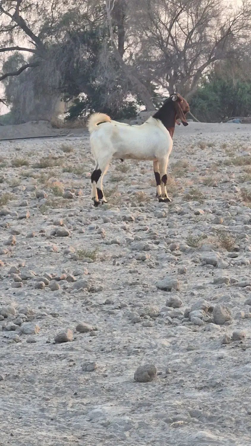 یک کهری نر قیمت ۱۷ میلیون|حیوانات مزرعه|شمیل, |دیوار