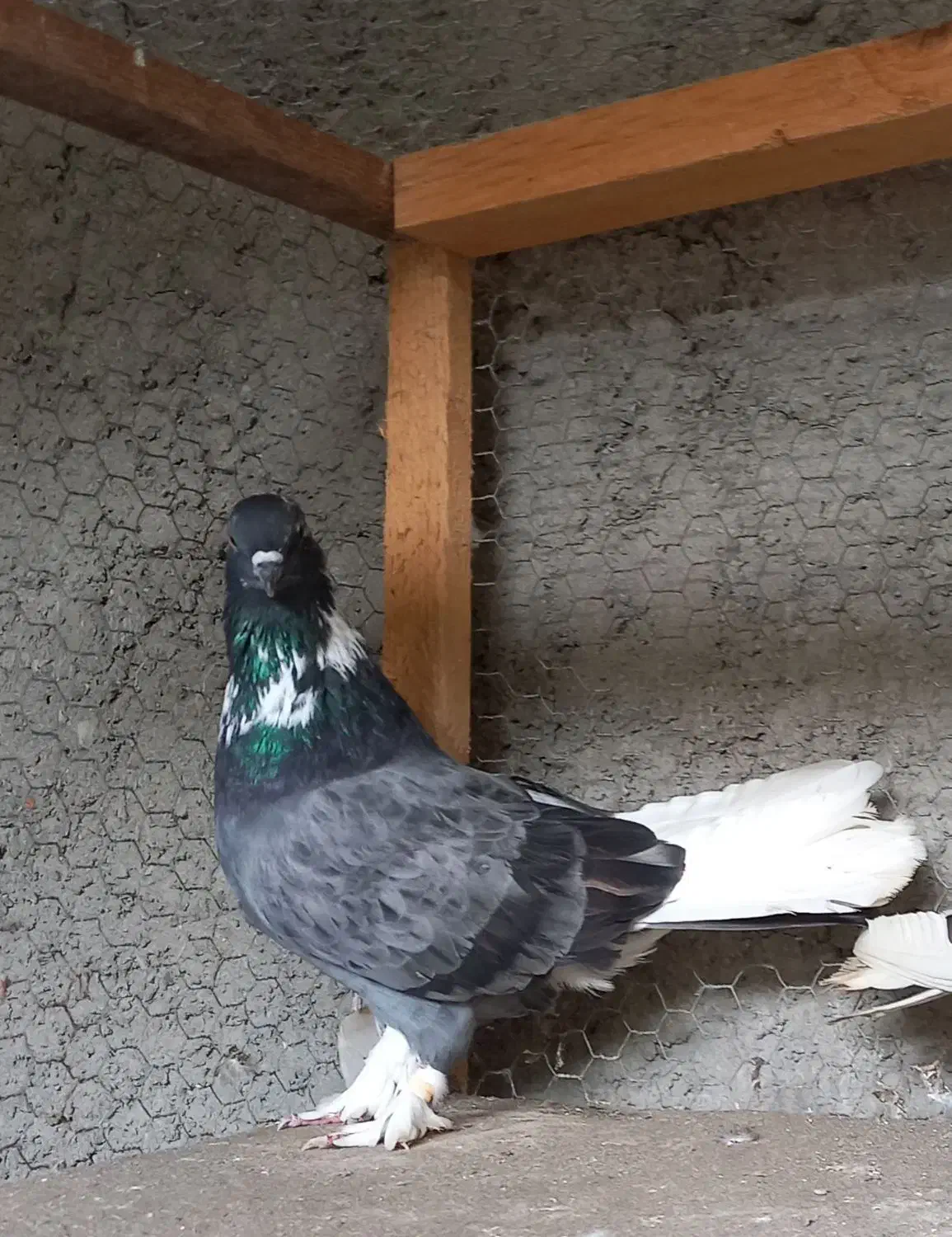 فروش کبوتر|پرنده|کوهیخیل, |دیوار