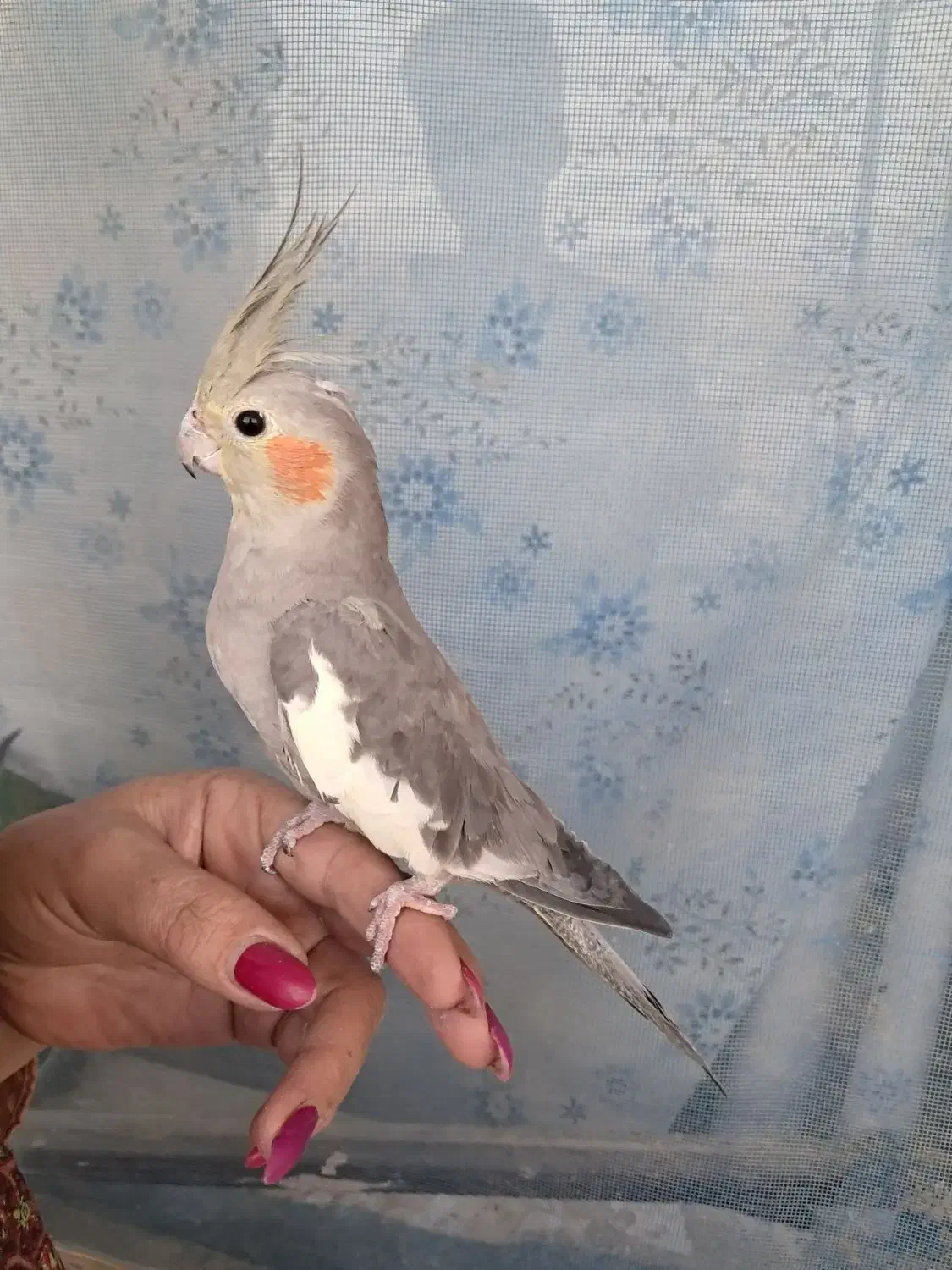 عروس هلندی|پرنده|درگز, |دیوار