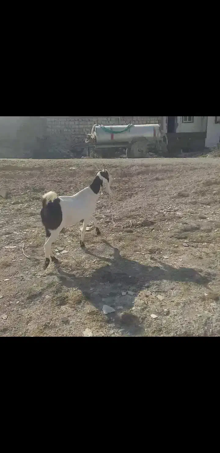 بز افغانی|حیوانات مزرعه|سیوان, |دیوار