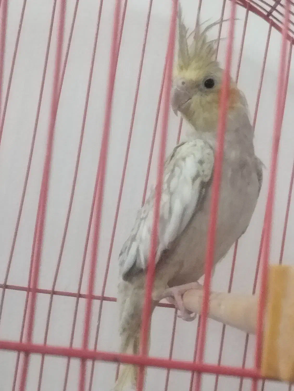 پرنده|پرنده|اسفراین, |دیوار