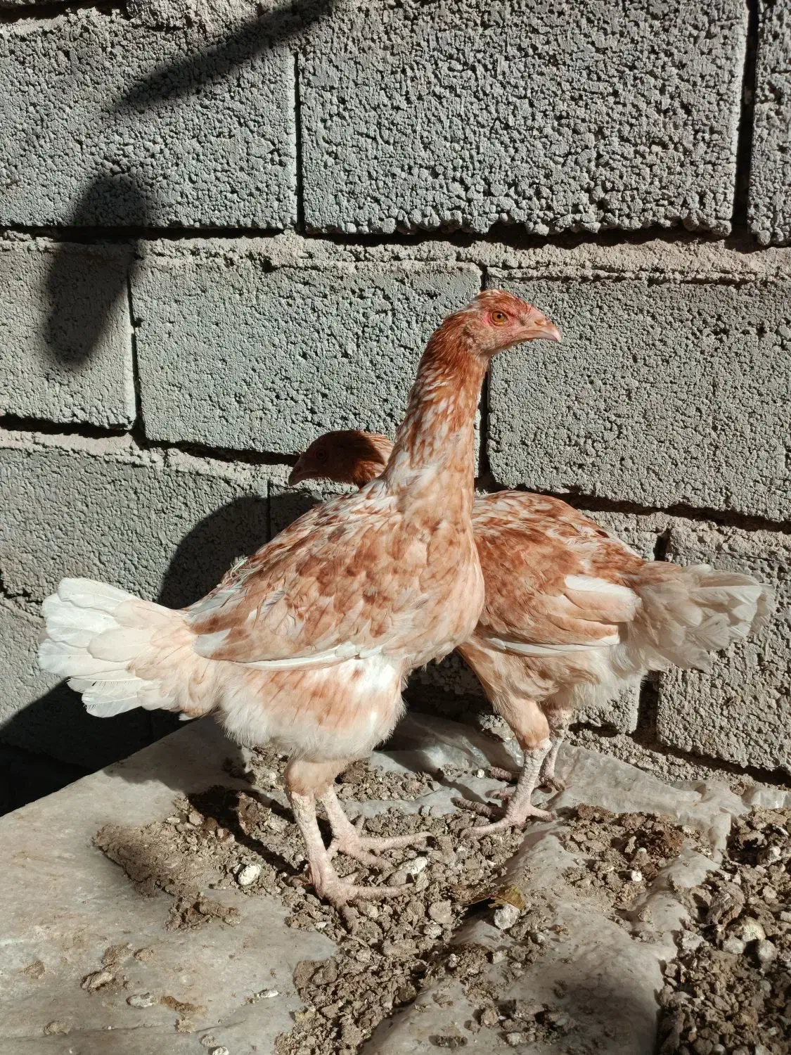 سه عدد نیمچه محلی|حیوانات مزرعه|مشگین شهر, |دیوار