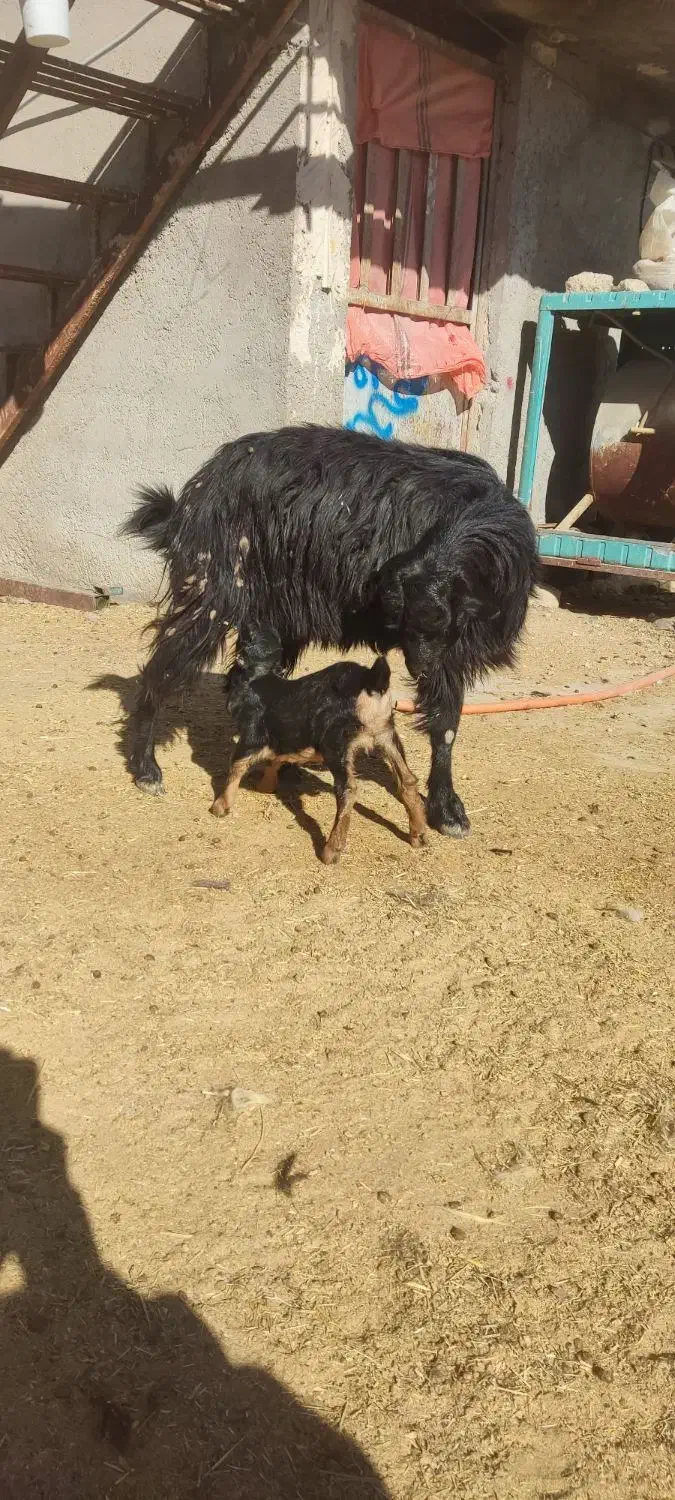 بز و کهره.کهره نر کربال|حیوانات مزرعه|شیراز, درکی|دیوار