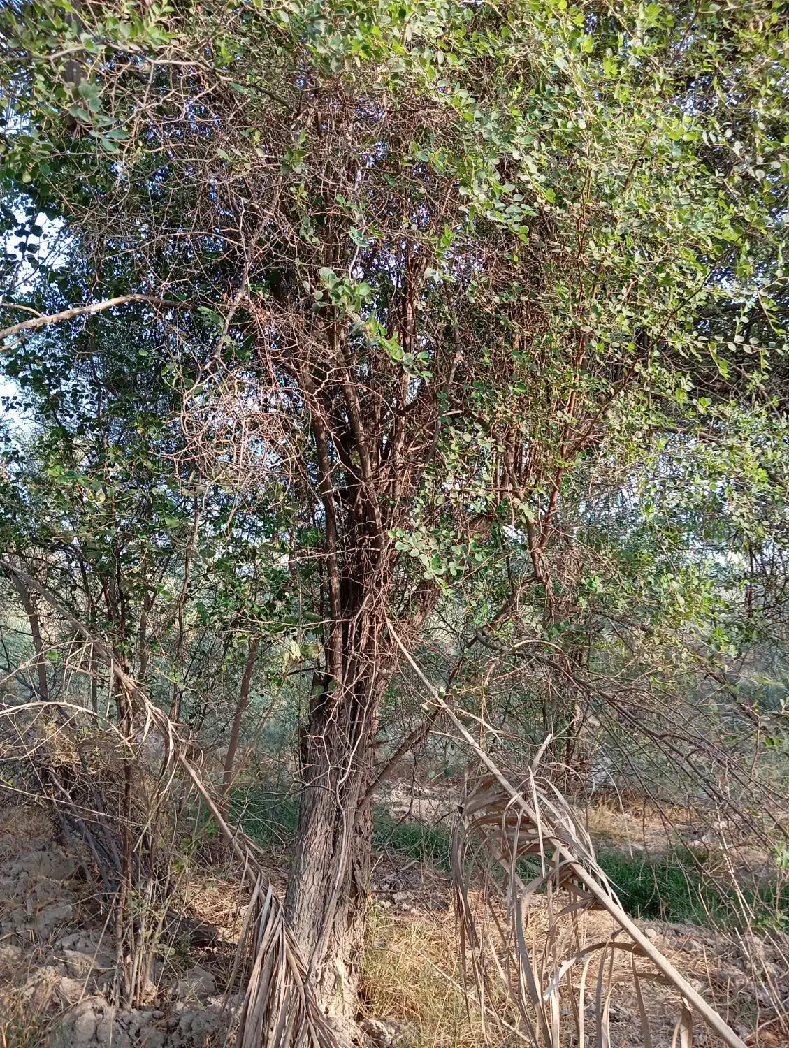 درخت رایگان|خدمات باغبانی و درختکاری|وحدتیه, |دیوار