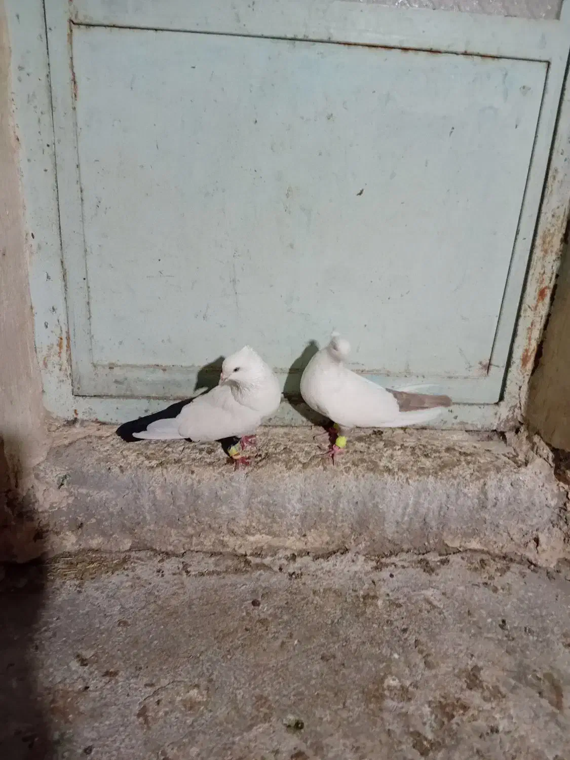 دوجفت نفش ورنگی|پرنده|شوشتر, |دیوار