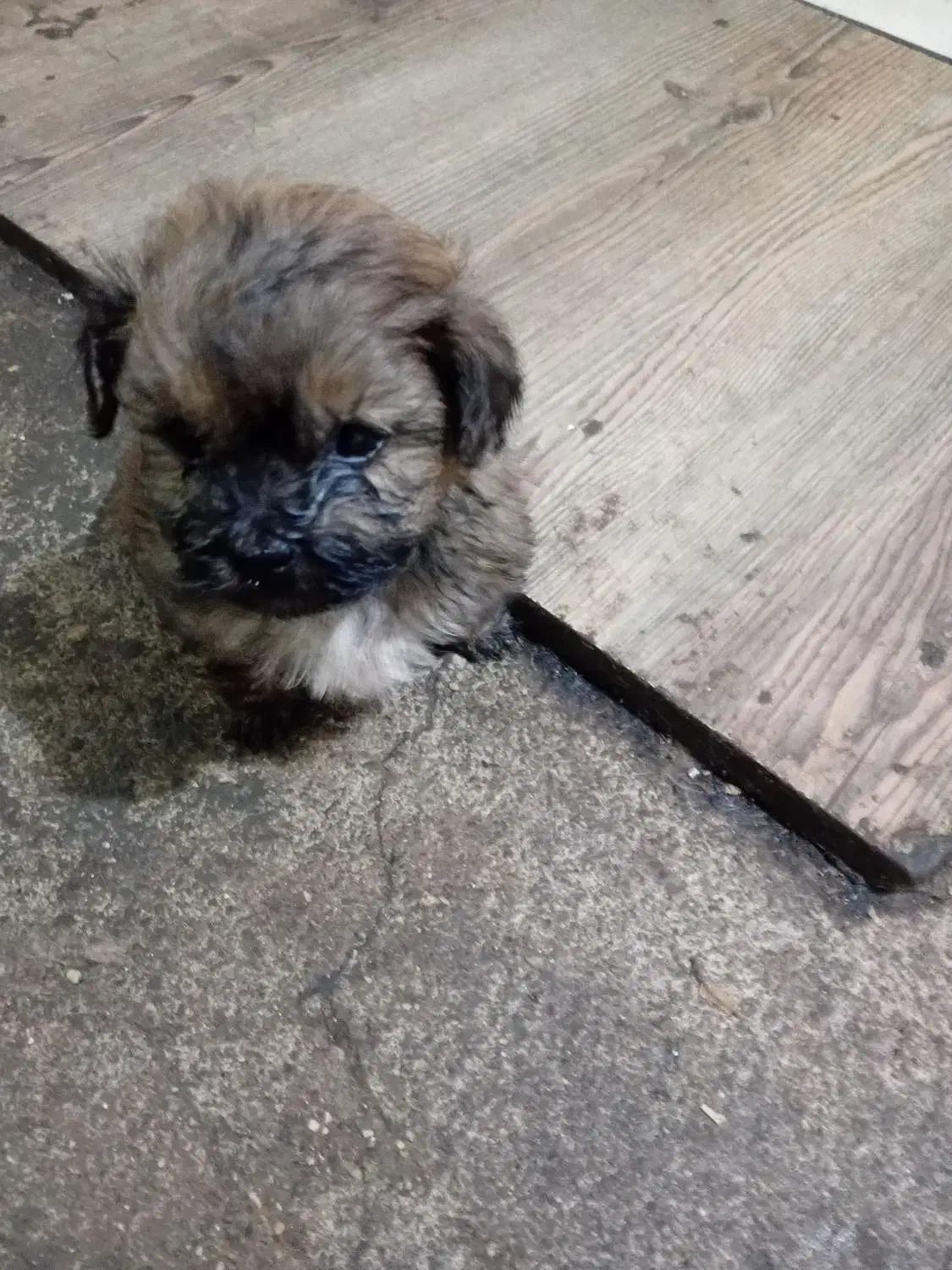 فروش سگ شیتزو|سگ|خرمدره, |دیوار