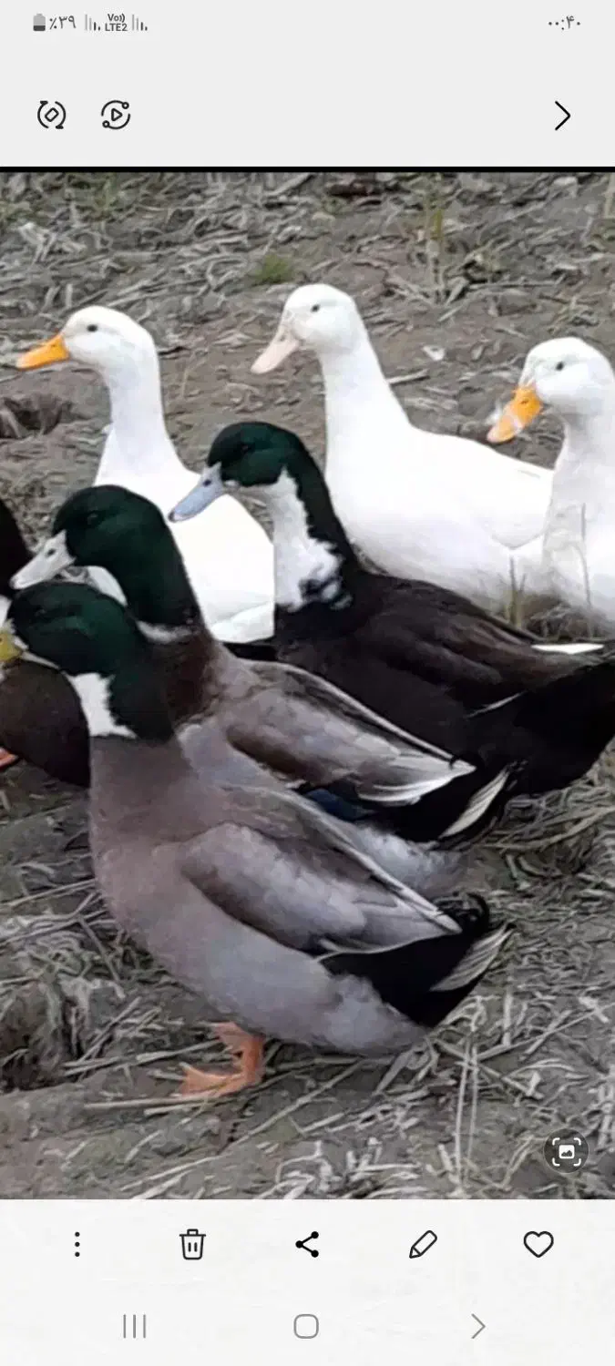 تخم اردک نطفه دار|خوردنی و آشامیدنی|فومن, |دیوار