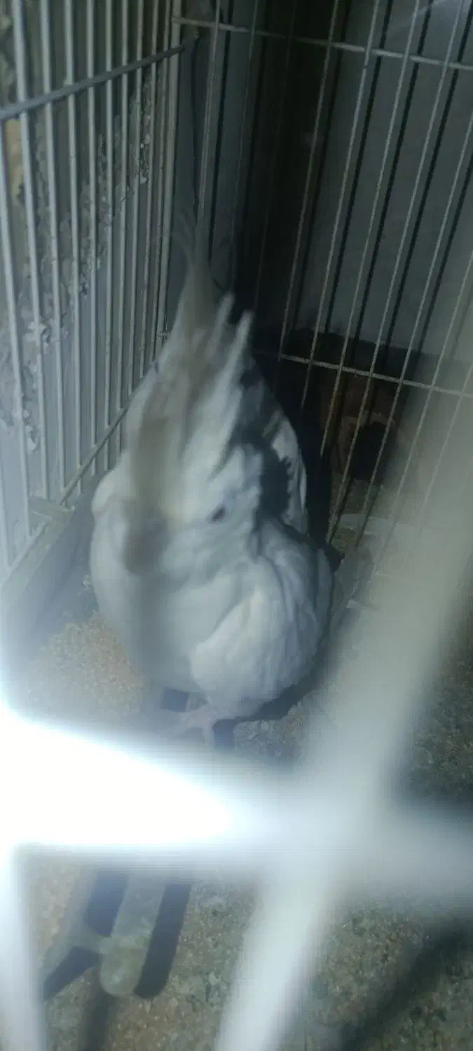 عروس هلندی آلبینو|پرنده|گرگان, |دیوار