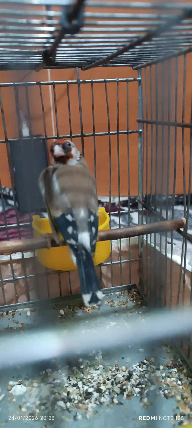 جوجه سهره نر|پرنده|کوهدشت, |دیوار