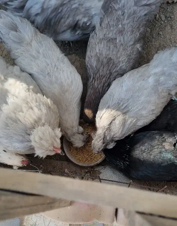 تخم و جوجه مرغ اراکانا امریکانا تخم آبی|حیوانات مزرعه|کرج, استاندارد|دیوار