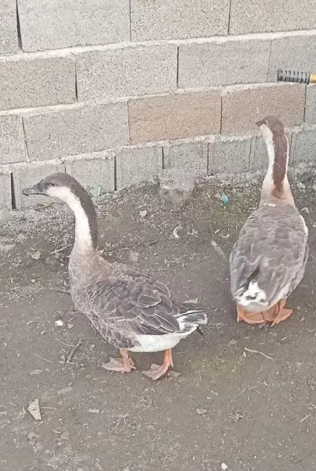 ۳عدد قوغاز اکراینی|حیوانات مزرعه|آستانه اشرفیه, |دیوار