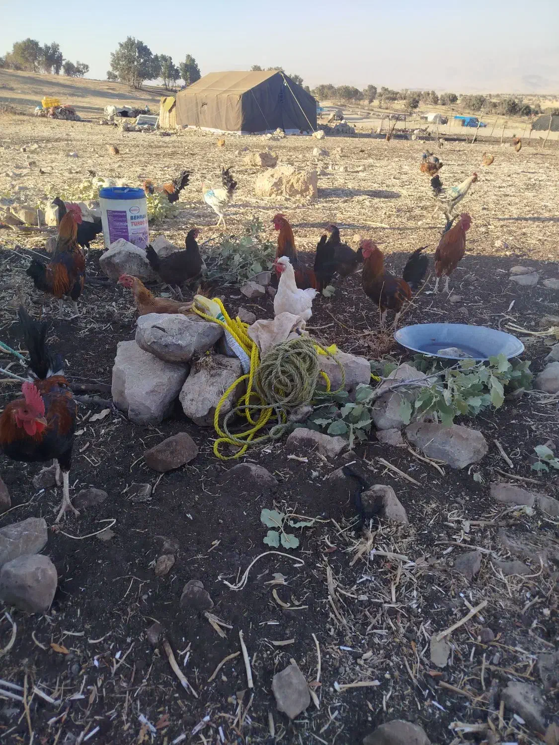 خروس  یک سال|حیوانات مزرعه|گوآور, |دیوار