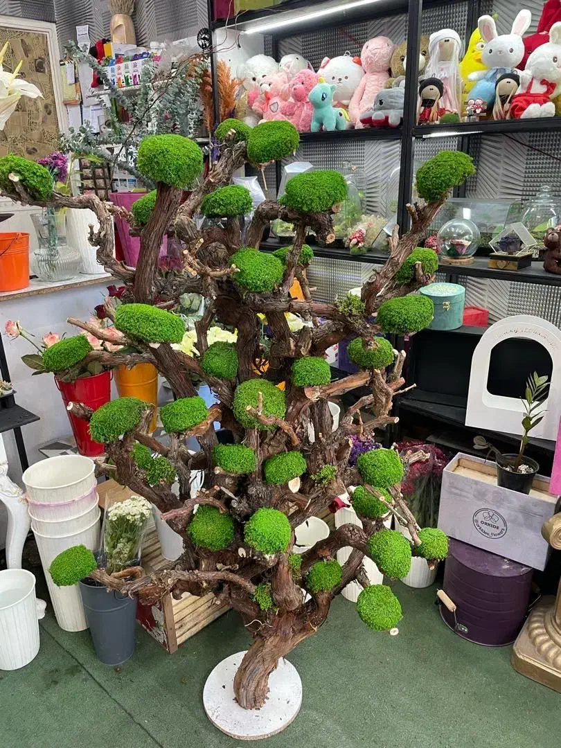 درخت جاودان|گل مصنوعی|اهر, |دیوار