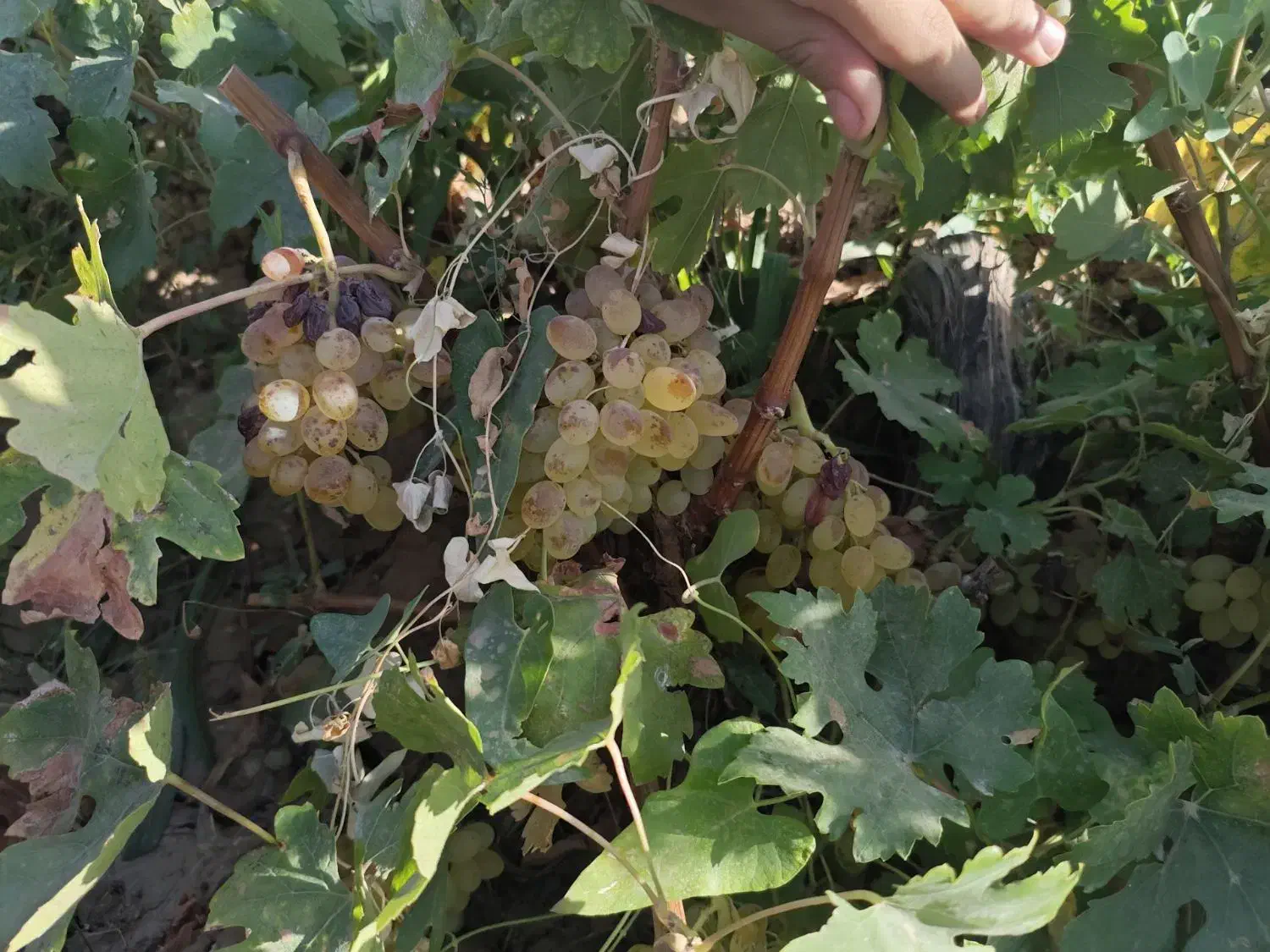 شیره محلی|خوردنی و آشامیدنی|قزوین, |دیوار