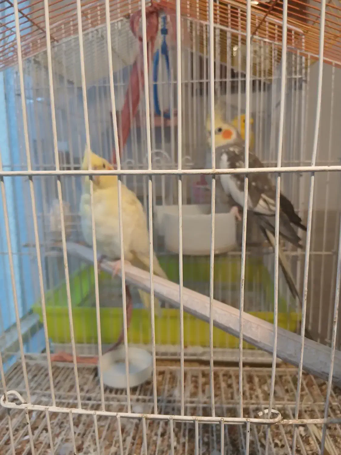 جفت عروس نر وماده|پرنده|تهران, باغ خزانه|دیوار