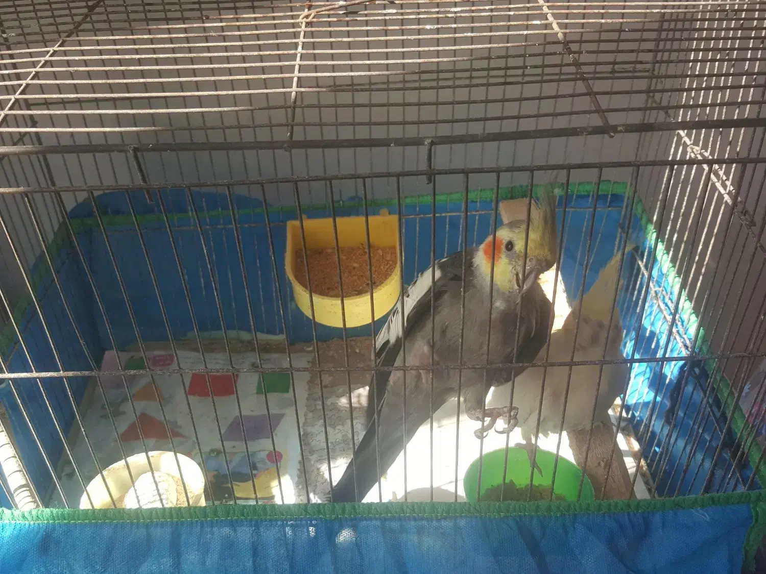 فروش عروس هلندی|پرنده|صومعه‌سرا, |دیوار