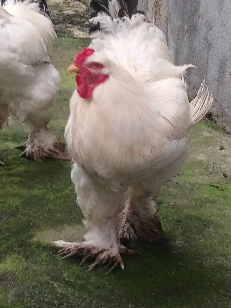 مرغ وخروس برهما|حیوانات مزرعه|رانکوه, |دیوار