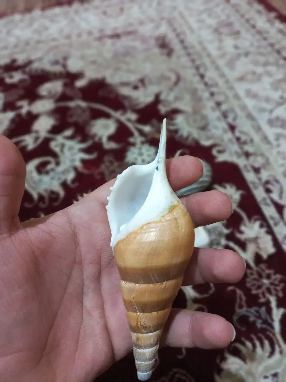 صدف تزئینی جنوب اصل|صنایع دستی و سایر لوازم تزئینی|سیدان, |دیوار