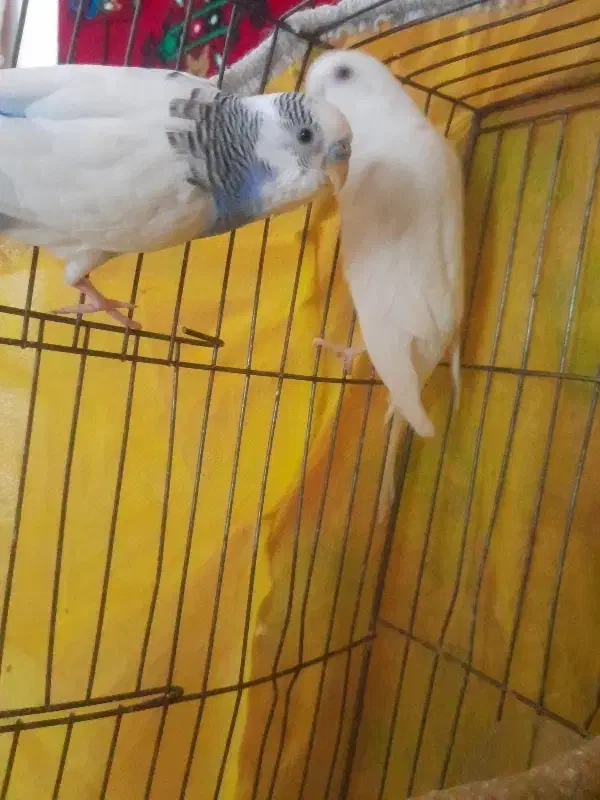 مرغ عشق جفت|پرنده|سبزوار, هفت تیر|دیوار