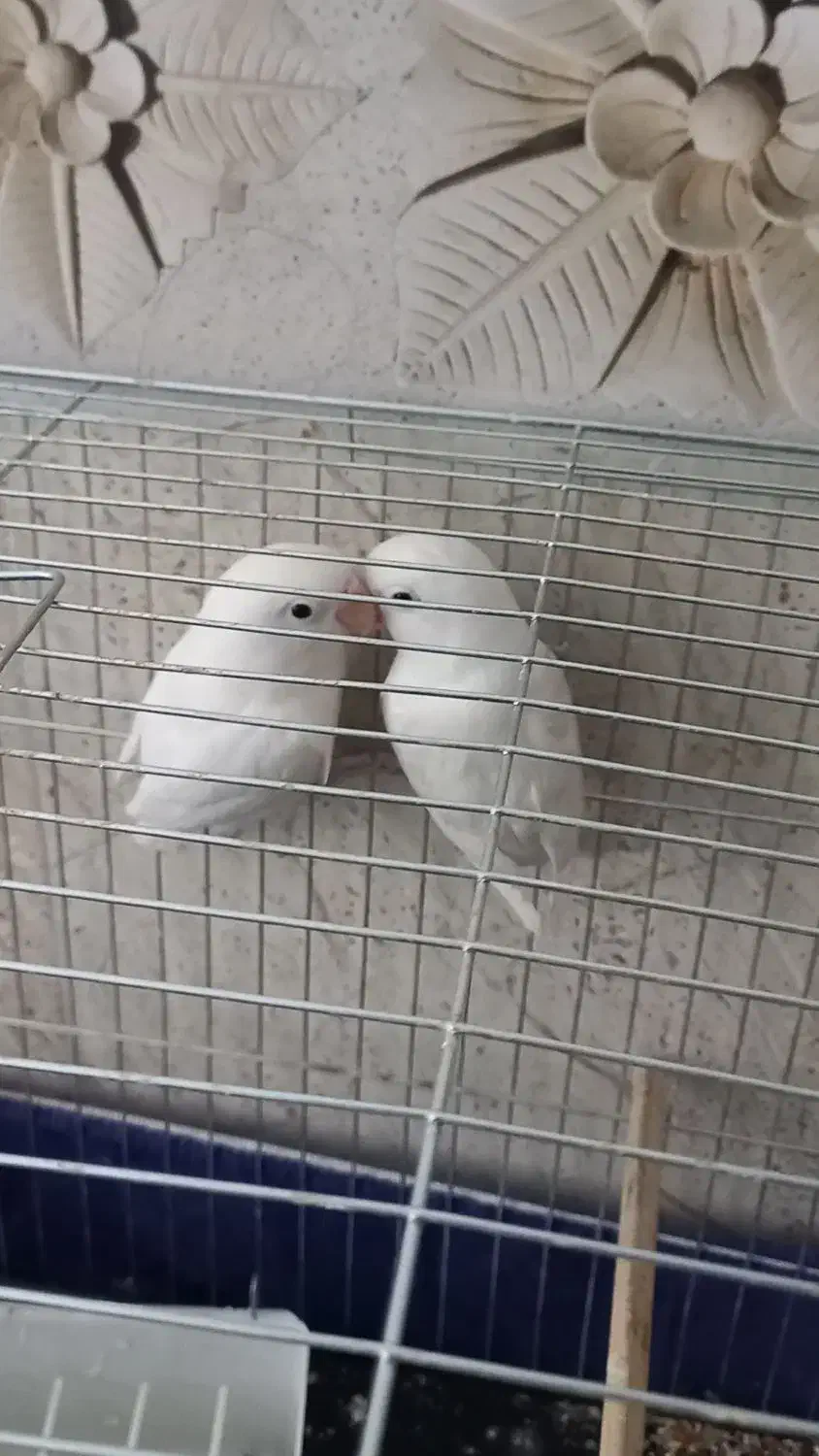 یک جفت کوتوله برزیلی سفید|پرنده|رفسنجان, |دیوار