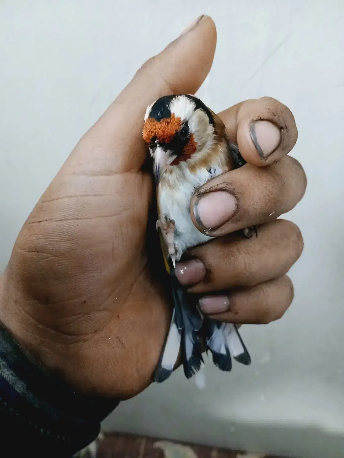 سهره نره بشرط|پرنده|شاهین‌شهر, عطار|دیوار