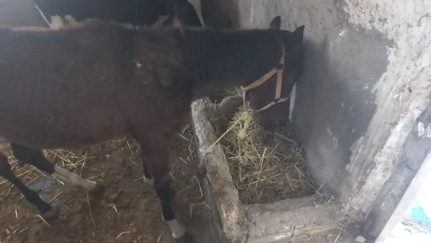 اسب کرد|حیوانات مزرعه|اردبیل, |دیوار