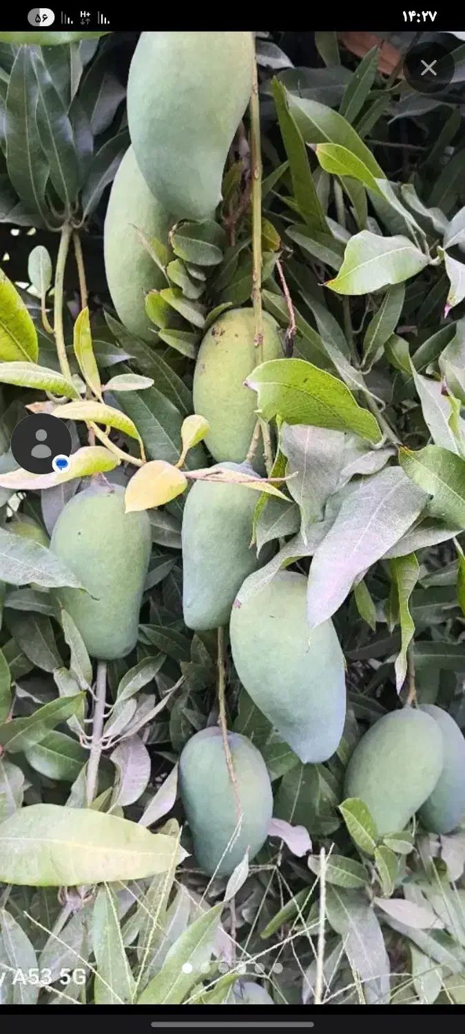 فروش نهال انبه .پیوندخورده پاکستانی ومدلهای مختلف|خدمات باغبانی و درختکاری|چابهار, |دیوار