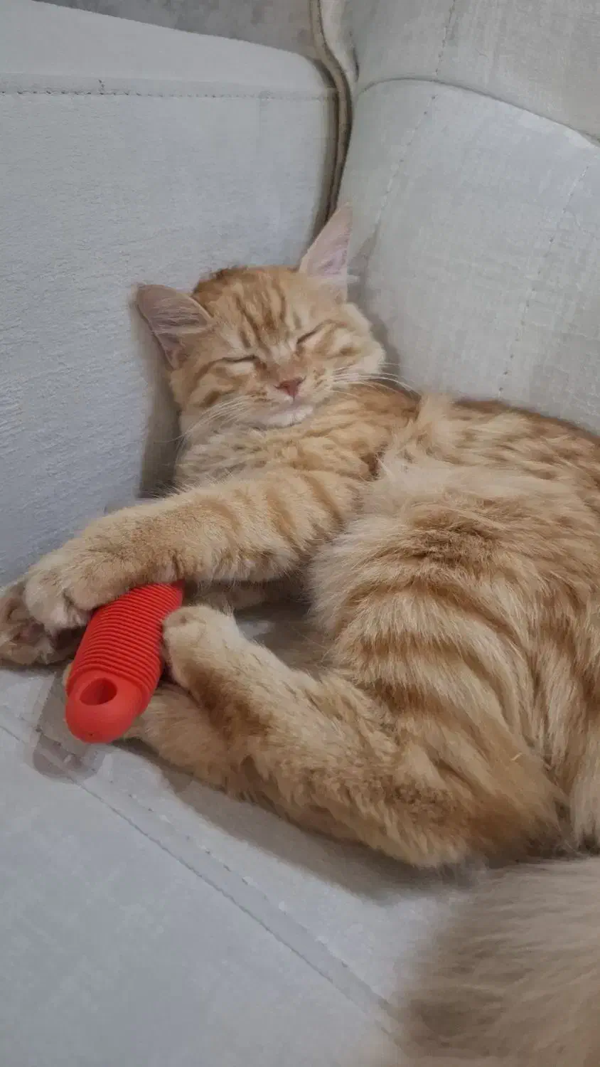 گربه dlh|گربه|تفت, |دیوار