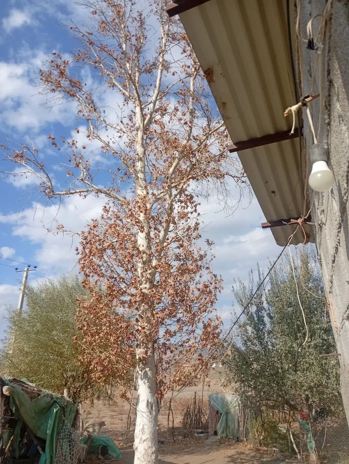 چوب چنار|گل و گیاه طبیعی|جیرفت, |دیوار