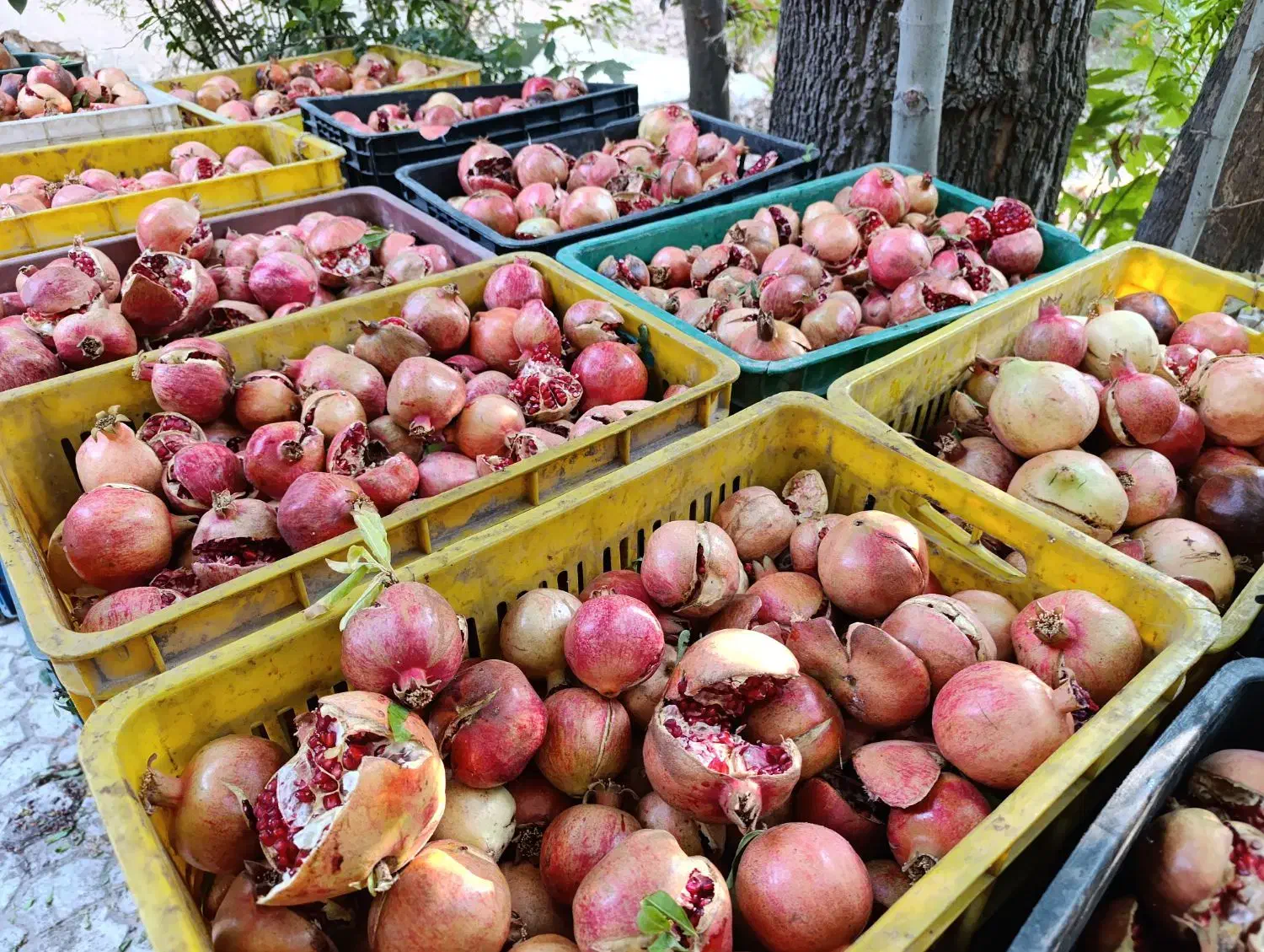 رب و به|خوردنی و آشامیدنی|سیدان, |دیوار
