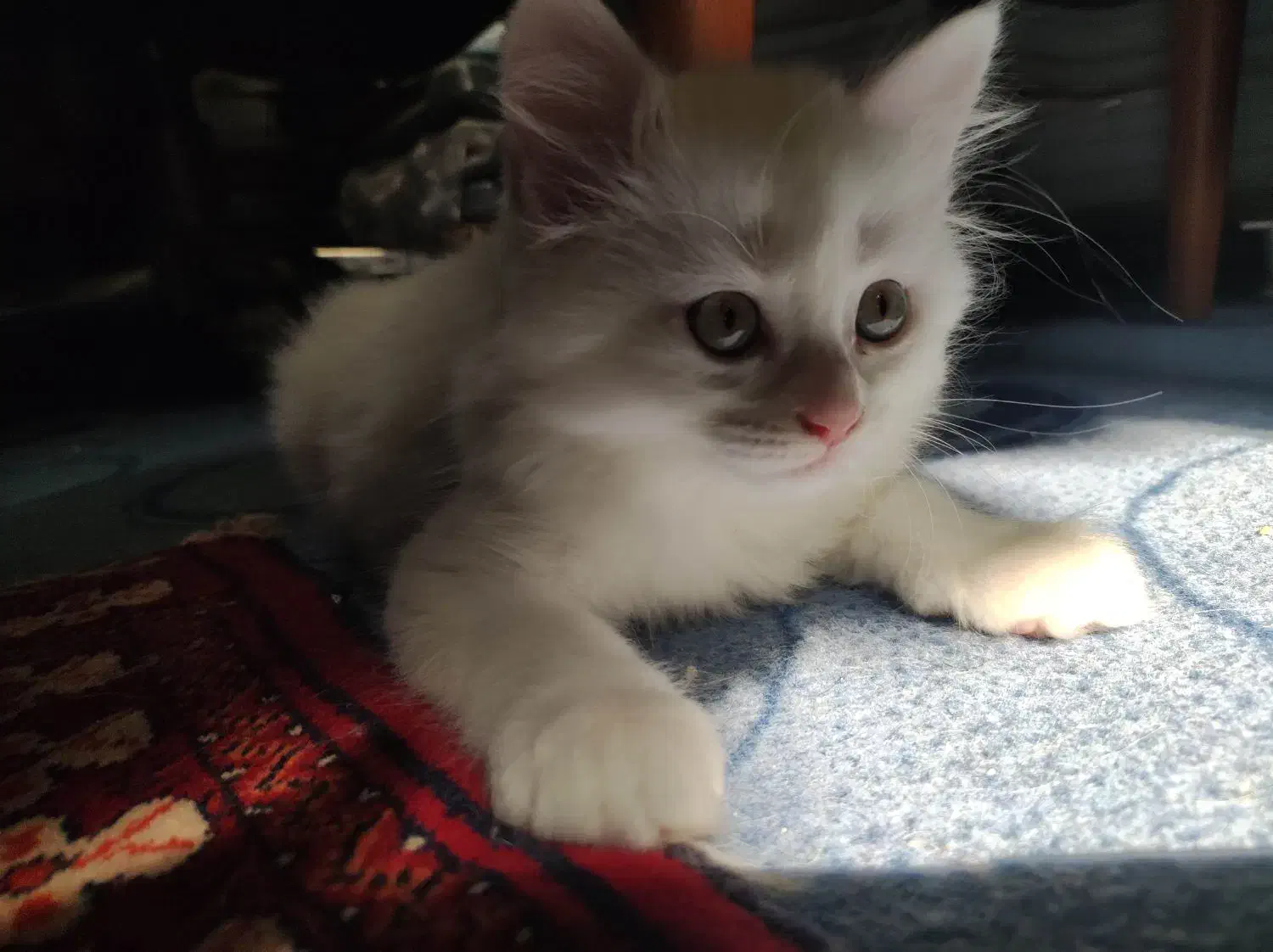 گربه خانگی دوماهه|گربه|بهشهر, |دیوار