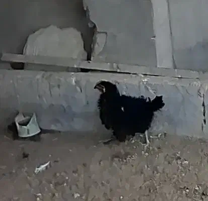 دوعدد مرغ فری تخم گذار|حیوانات مزرعه|بندر گناوه, |دیوار