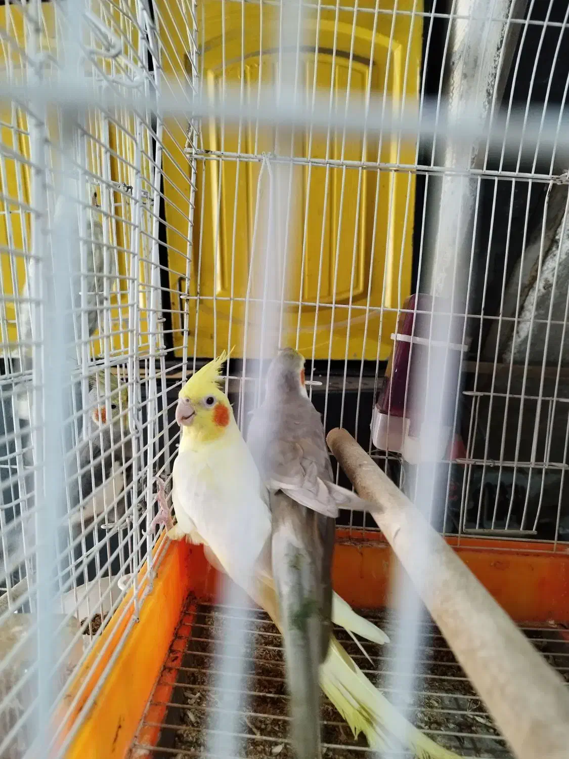 عروس هلندی|پرنده|دالخانی, |دیوار